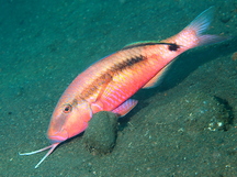 Longbarbel Goatfish - Parupeneus macronemus
