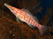 Longnose Hawkfish - Oxycirrhites typus