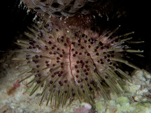Jewel Urchin - Lytechinus williamsi