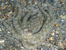 Atlantic Longarm Octopus - Macrotritopus defilippi