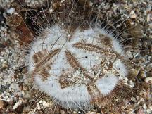 Longspine Heart Urchin - Maretia planulata