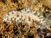 Darkspotted Flatworm - Maritigrella fuscopunctata