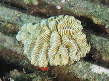 Butterprint Rose Coral - Meandrina danae