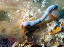 Medusa Worm - Loimia medusa