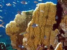 Plate Fire Coral - Millepora platyphylla