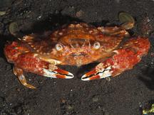 Red Monomia - Monomia petrea