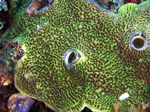 Montipora undata - Montipora undata