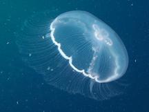 Moon Jelly - Aurelia aurita