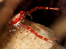 Common Squat Lobster - Munida pusilla