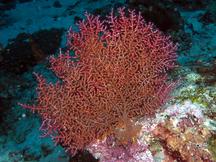 Muricella plectana - Muricella plectana