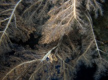 Feathery Black Coral - Myriopathes ulex