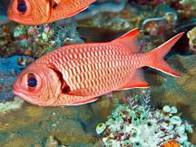 Blotcheye Soldierfish - Myripristis murdjan