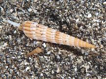 Undulate Auger - Myurellopsis undulata