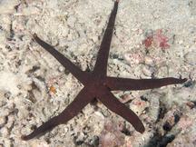 Brown Mesh Sea Star - Nardoa galatheae