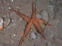 Brown Mesh Sea Star - Nardoa galatheae