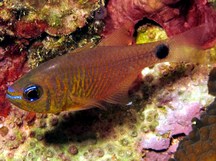 Orangelined Cardinalfish - Taeniamia fucata