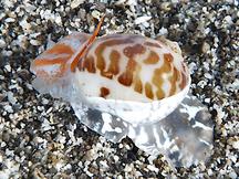 China Moon Snail - Naticarius onca