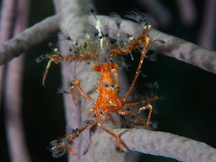 Shortfinger Neck Crab - Podochela sidneyi