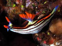 Nembrotha sp. 3 - Nembrotha sp. 3