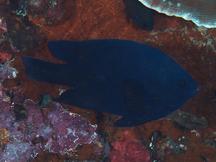 Black Damsel - Neoglyphidodon melas