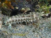 Split-Thumb Mantis Shrimp - Neogonodactylus bredini