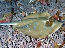 Australian Bluespotted Maskray - Neotrygon australiae