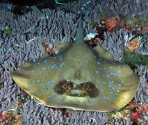 Tropical Reefs - Maskrays - Show all