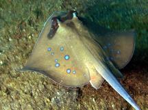 Oriental Bluespotted Maskray - Neotrygon orientalis
