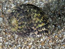 Lightning Nerite - Nerita fulgurans