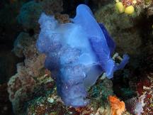 Purple Crowned Jellyfish - Netrostoma setouchianum
