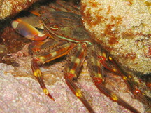 Nimble Spray Crab - Percnon gibbesi