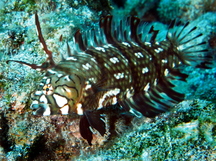 French Polynesian Reefs - Razorfishes - Show all