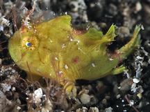 Ocellated Frogfish - Nudiantennarius subteres