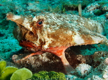 Shortnose Batfish - Ogcocephalus nasutus