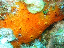 Orange Sieve Encrusting Sponge - Diplastrella sp.