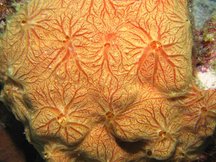 Orange-Veined Encrusting Sponge - Clathria curacaoensis