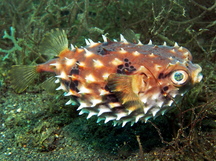 Orbicular Burrfish - Cyclichthys orbicularis