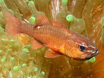 Moluccan Cardinalfish - Ostorhinchus moluccensis