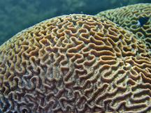 Intermediate Valley Coral - Oulophyllia crispa