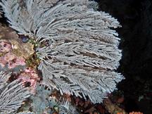 Pachyrhynchia cuppressina - Pachyrhynchia cuppressina