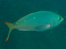 Pacific creolefish - Paranthias colonus