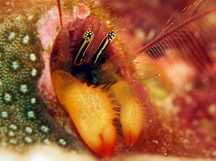 Coral Residing Hermit Crab - Paguritta corallicola