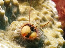 Kropp's Coral Hermit Crab - Paguritta kroppi