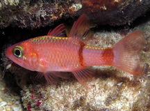 Pale Cardinalfish - Apogon planifrons