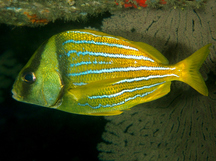 Panamic Porkfish - Anisotremus taeniatus