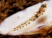 Papilla Goby - 