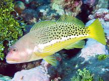 Halfspotted Hawkfish - Paracirrhites hemistictus