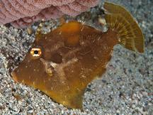 Whitebar Filefish - Paramonacanthus choirocephalus