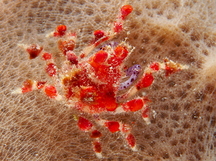 Cryptic Teardrop Crab - Pelia mutica