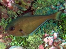 Copper Sweeper - Pempheris oualensis